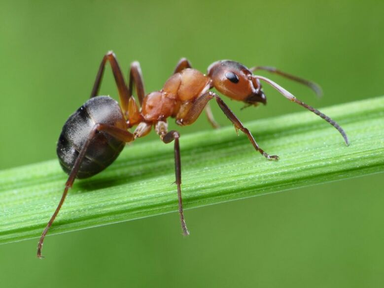 Ant a Behandlung vu Prostatitis